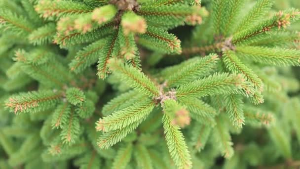 Ano novo novo novo pequeno abeto com brunches verdes frescos com agulhas evergreen. texturizado fundo planta de Natal — Vídeo de Stock