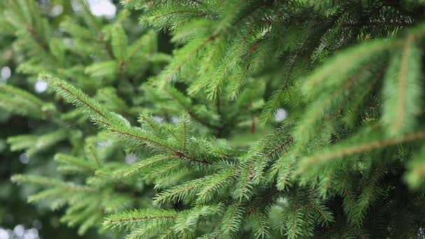 Χριστουγεννιάτικα κλαδιά ελάτης με κωνοφόρα βελόνες που κινούνται σε ένα πράσινο φόντο φυτών — Αρχείο Βίντεο