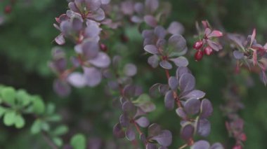 Böğürtlen brunch 'ının mor yaprakları ve olgun meyveler rüzgâr esintisinde hareket ediyor.
