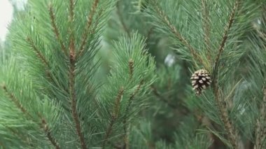 Noel arkaplanı çam kozalakları, çam iğneleri brunchları arasında