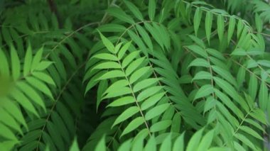 Doğal yeşil yapraklar orman çiçekli arka plan