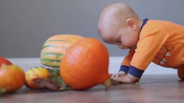Bébé bébé en costume de monstre orange rampant dans le salon avec des citrouilles mûres en arrière-plan — Video