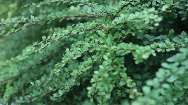 Groene kleine bladeren op braamstruik brunches natuurlijke textuur achtergrond — Stockvideo