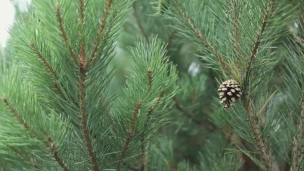 크리스마스를 배경으로 한 솔잎 사이에 있는 소나무 가문비나무 원추체 — 비디오