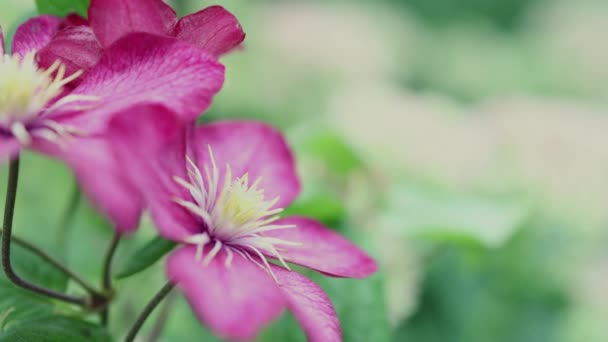 Яскраві клематиси тропічні квіти, що квітуть крупним планом — стокове відео
