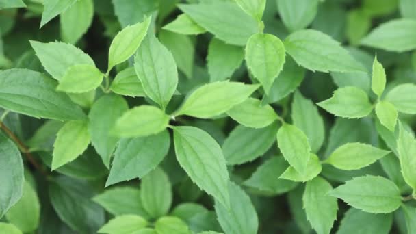 Fondo de hoja verde brillante fresco — Vídeo de stock