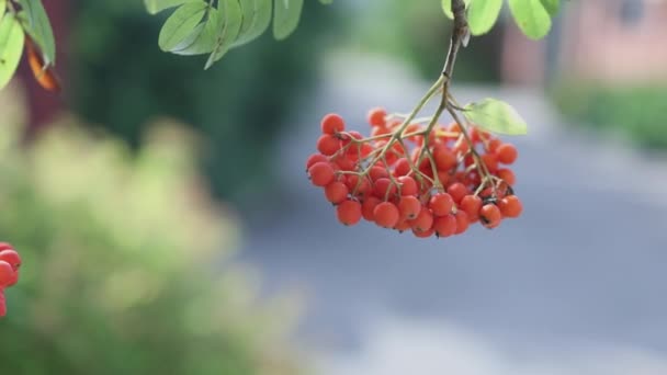 Dva svazky zralých červených pomerančových bobulí nebo ovoce z bobulovin — Stock video