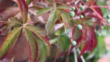 yeşil meyveli yaban üzümü yaprakları 