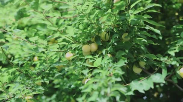 Organiczne świeże żółte śliwki wiśniowe z dojrzałymi owocami na brunchach — Wideo stockowe