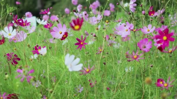 Brilhante multicolorido cosmos fresco sulfeu florescendo campo de flores — Vídeo de Stock