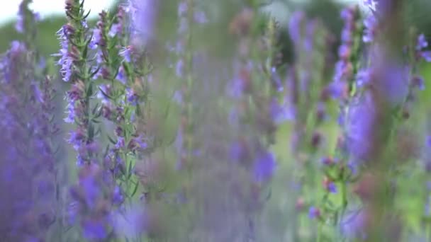 Zblízka levandule květiny kymácející se na zeleném pozadí ve slunečný den — Stock video