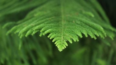 Araucana brunch 'ları Norfolk Adası çam yaprakları detaylıdır.