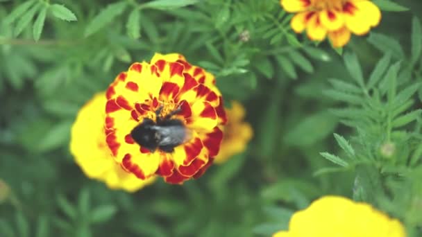 호박벌은 초록 꽃 속에 있는 주황 빛붉은 메리 골드 칼렌 툴라 꽃에 화밀을 모은다. — 비디오