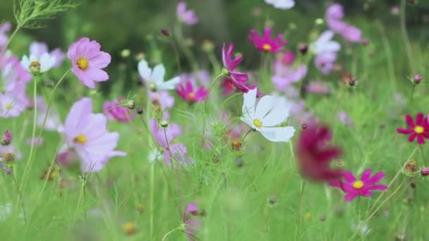 밝고 다채 로운 색의 신선 한 우주 황 페레 우스가 피어나는 꽃밭 — 비디오