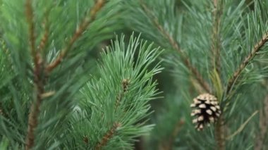 Çam ladini olgun kahverengi koniler ve detaylı yakın çekim görüntüsü.