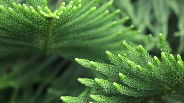 Brunches de pinheiros araucanas Norfolk Island pinheiros folhas em detalhe — Vídeo de Stock