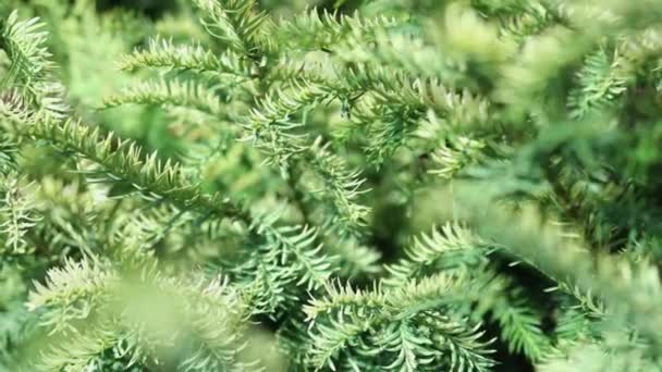Folhas de coníferas perenes de abeto arbusto árvore fundo — Vídeo de Stock