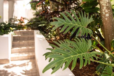 Binanın girişine yakın güzel yeşil bitkiler