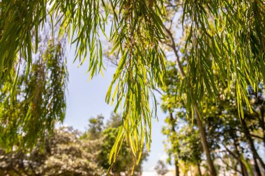 Yeşil yapraklı yaşlı söğüt ağacı