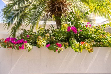 Bahçedeki güzel mor çiçekler