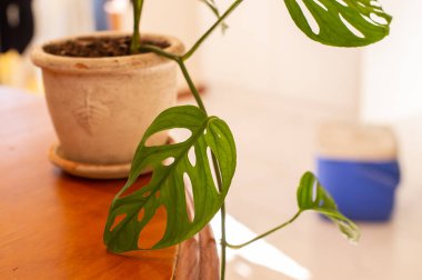 Ahşap masadaki saksıda yeşil bitki