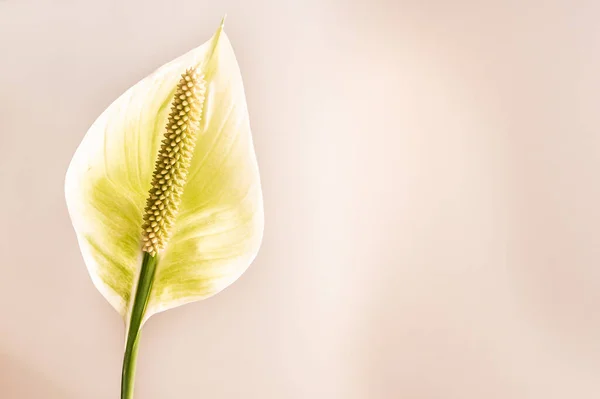Bela Flor Branca Papel Parede Natural — Fotografia de Stock