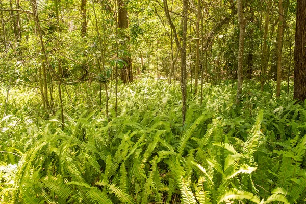 Lush Green Fern Forest — Stock Photo, Image