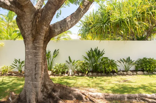 Wunderschöner Tropischer Garten Mit Bäumen Und Grünen Pflanzen — Stockfoto