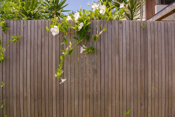 Recinzione Legno Con Foglie Verdi Fiori Bianchi — Foto Stock