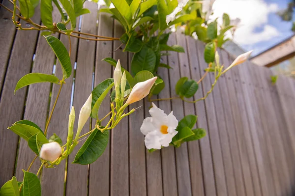 Schöne Blumen Holzzaun Nahsicht — Stockfoto