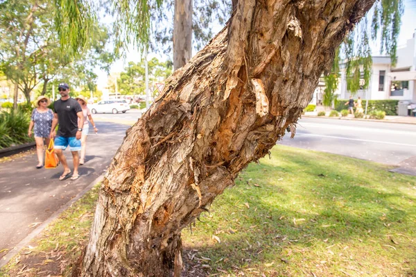 Söğüt ağacı gövdesini kapat