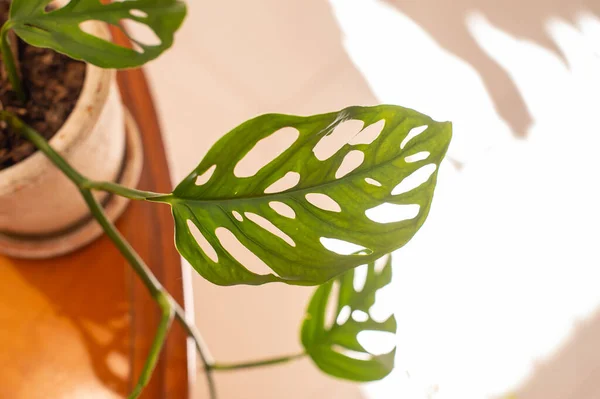 Mooie Groene Huisplant Houten Tafel Bovenaanzicht — Stockfoto
