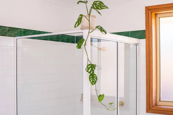Vert Plante Intérieur Pot Sur Douche Dans Salle Bain Blanche — Photo