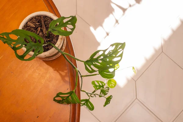 Mooie Groene Huisplant Houten Tafel Bovenaanzicht — Stockfoto