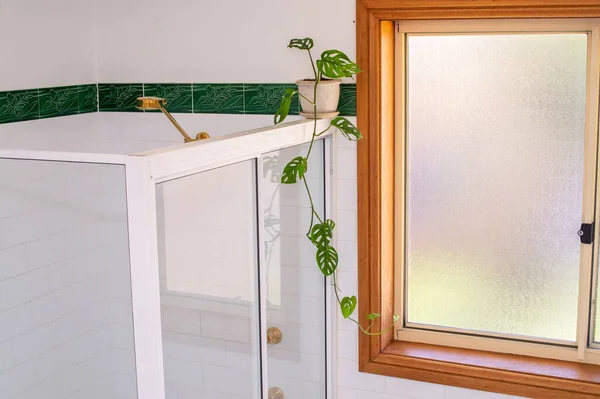 Vert Plante Intérieur Pot Sur Douche Dans Salle Bain Blanche — Photo