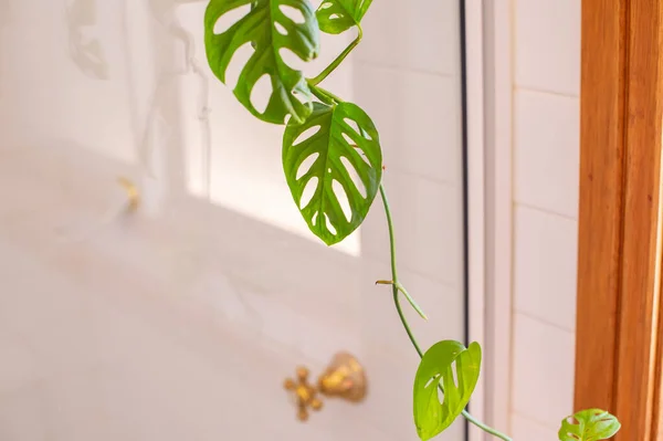 Groene Huisplant Witte Badkamer Close Uitzicht — Stockfoto