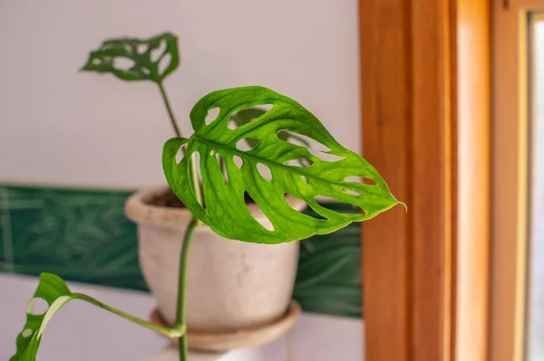 Зеленое Домашнее Растение Белой Ванной Комнате Крупным Планом — стоковое фото