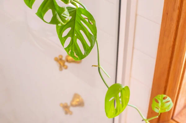 白色浴室中的绿色室内植物 — 图库照片