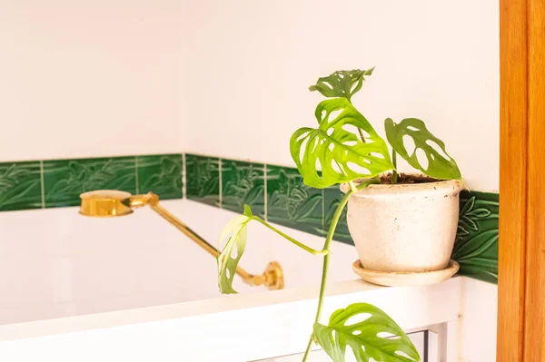 Planta Sala Verde Banheiro Branco Vista Perto — Fotografia de Stock