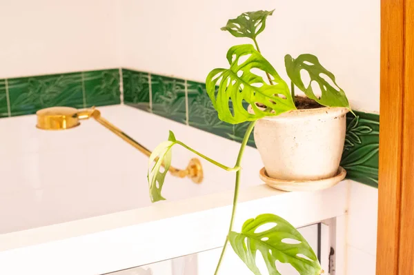 Groene Huisplant Witte Badkamer Close Uitzicht — Stockfoto