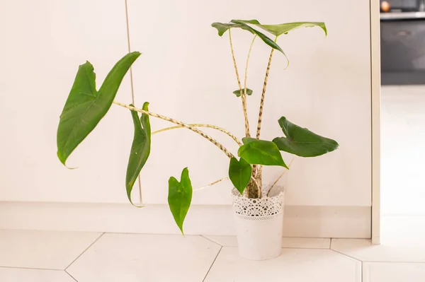白色浴室中的绿色室内植物 — 图库照片