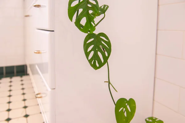 Groene Huisplant Witte Badkamer Close Uitzicht — Stockfoto