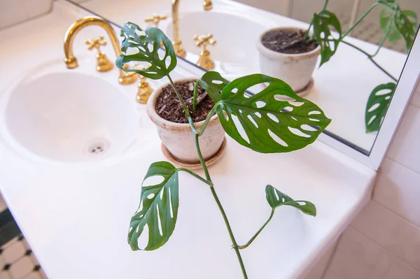 浴室水槽上的白盆中的绿色植物 — 图库照片