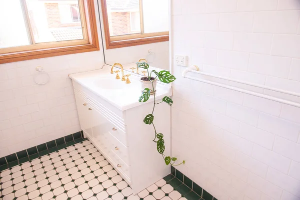 Zielona Roślina Białym Garnku Umywalce Łazience — Zdjęcie stockowe