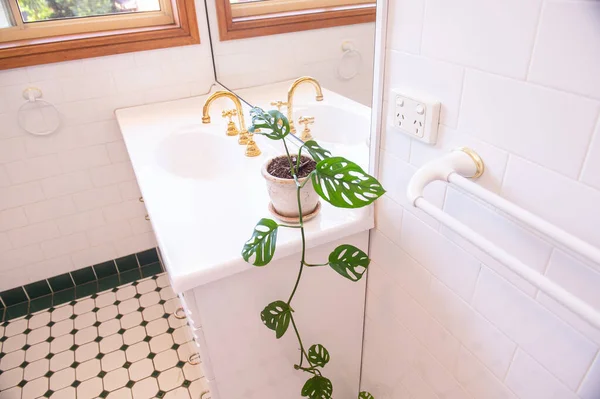 Plante Verte Pot Blanc Sur Évier Dans Salle Bain — Photo