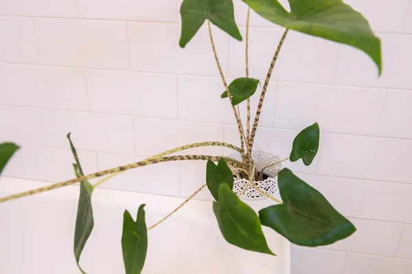 放在浴缸上的白盆中的绿色植物 — 图库照片