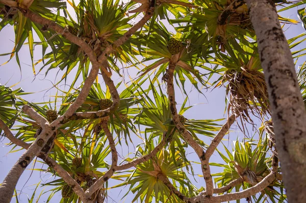 Palm Tree Green Leaves Beach — Stock Photo, Image