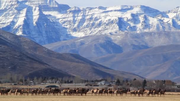 Troupeau géant de wapitis dans un champ — Video