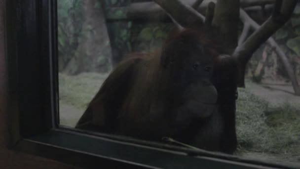 Gorilla in gevangenschap in de dierentuin — Stockvideo