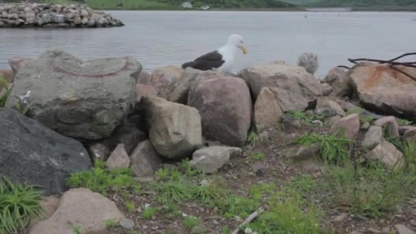 Um tiro de lança de uma gaivota e pinto junto ao oceano — Vídeo de Stock